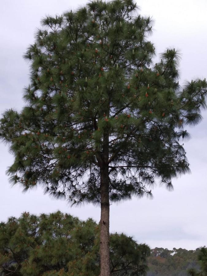Pine Villa Kasauli Buitenkant foto