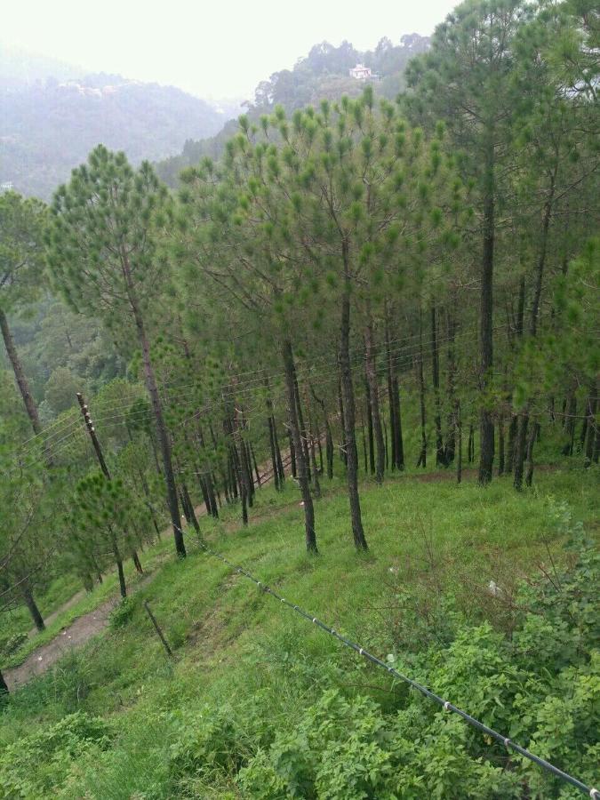 Pine Villa Kasauli Buitenkant foto